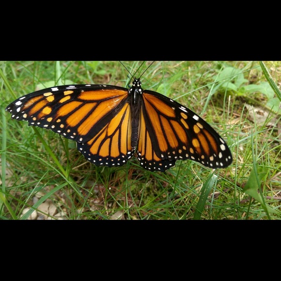 Meet your Posher, Kristen - Picture 1 of 3